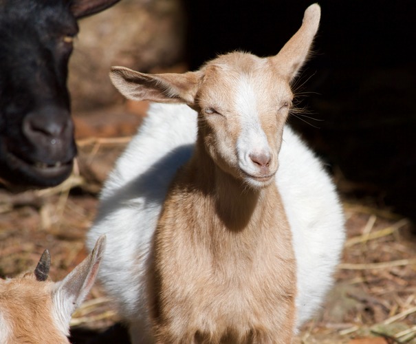 protein-for-goats